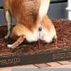 5 Tips for House Training Your Puppy.  5 Tips for House Training Your Puppy.