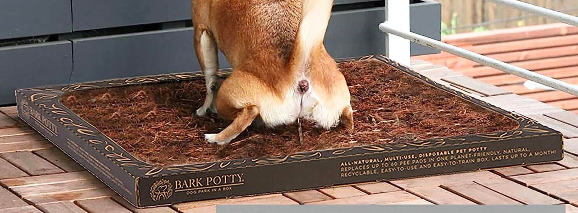 5 Tips for House Training Your Puppy.  5 Tips for House Training Your Puppy.