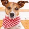 My Dog Nutrition  My Dog Nutrition