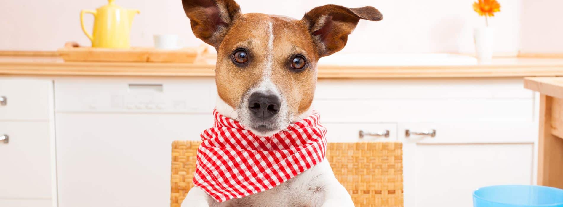 My Dog Nutrition  My Dog Nutrition