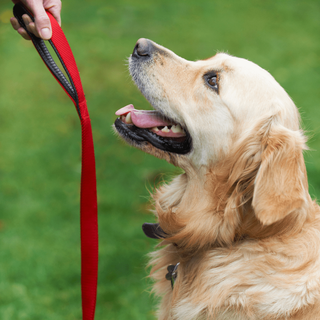Teaching your child to Give Basic Dog Commands