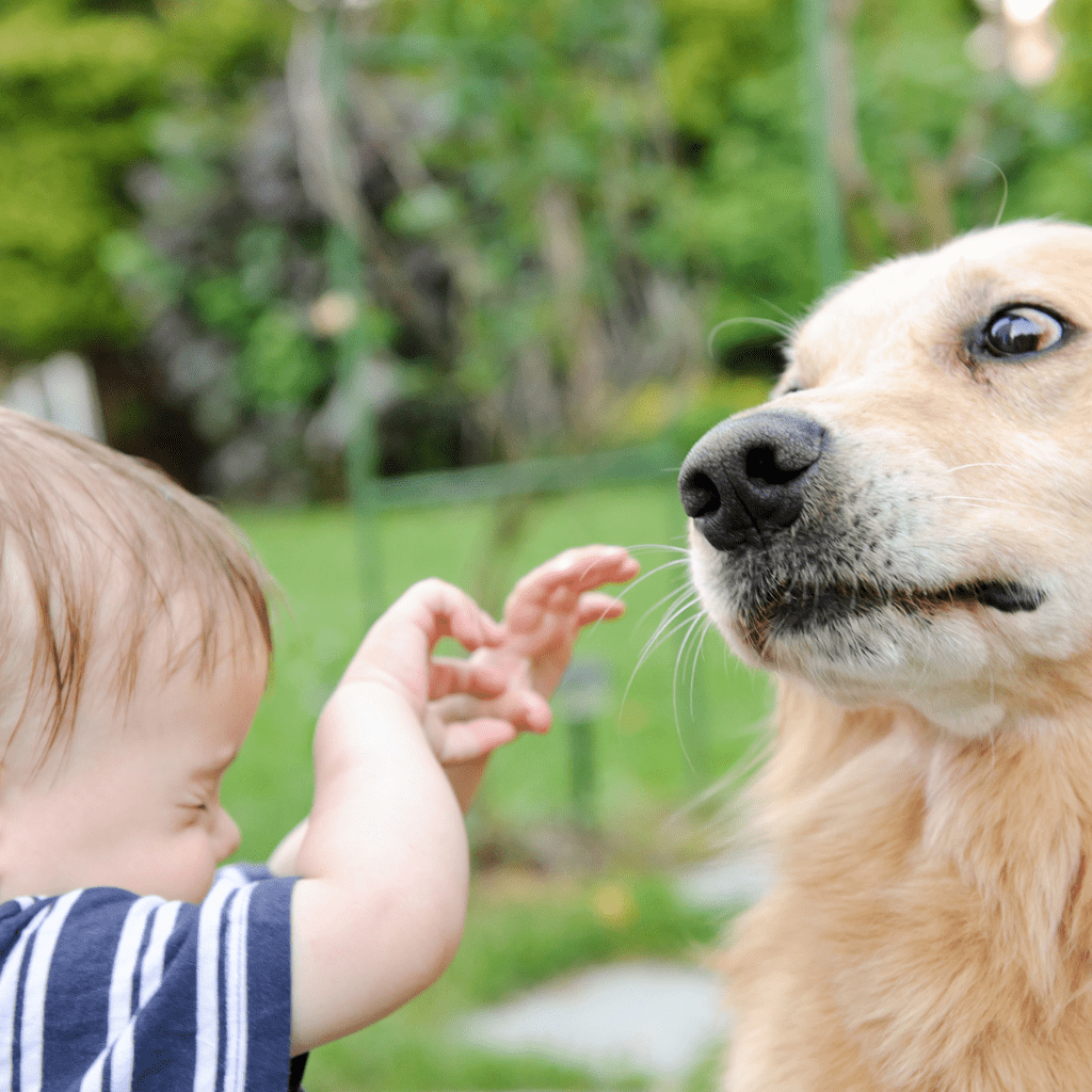 children afraid of dogs