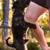 Why Labradoodle Puppies Hump and How to Stop this behavior?  Why Labradoodle Puppies Hump and How to Stop this behavior