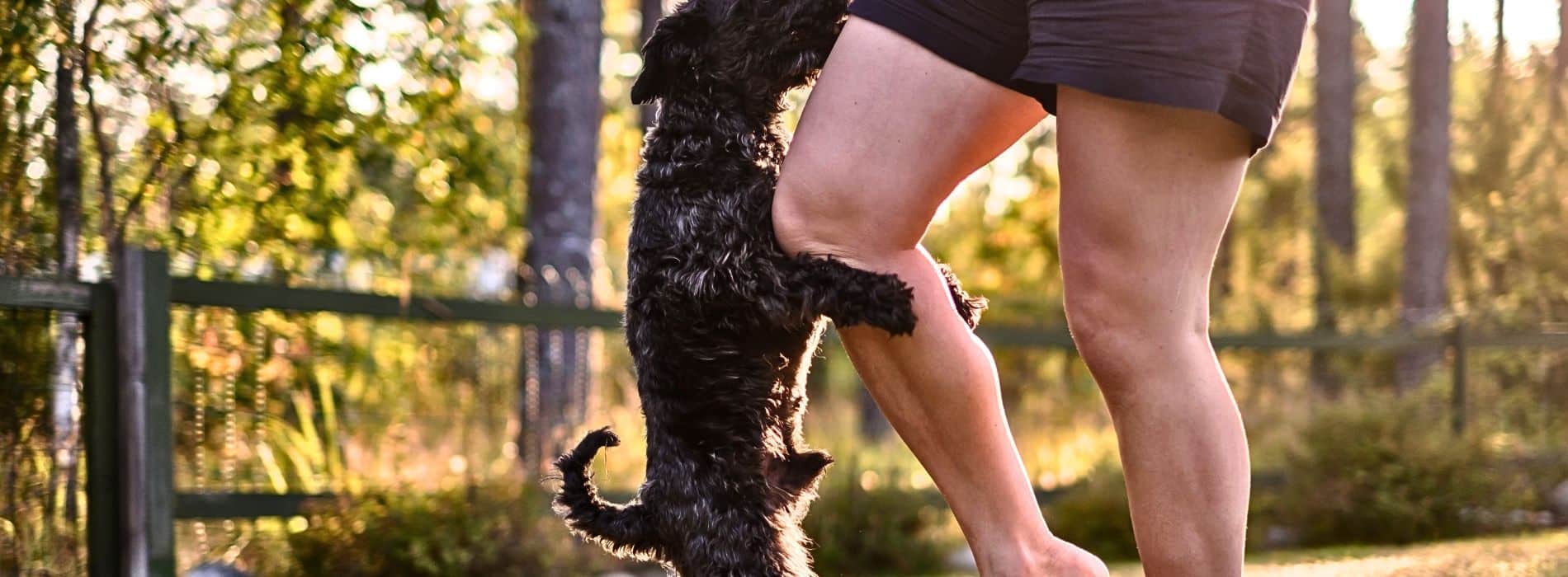 Why Labradoodle Puppies Hump and How to Stop this behavior?