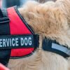 Service Dogs for Children with Autism