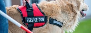 Service Dogs for Children with Autism