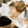 What are the Causes of Separation Anxiety in Dogs  What are the Causes of Separation Anxiety in Dogs