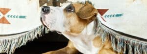 Understanding more about what are the Causes of Separation Anxiety in Dogs are dog's and what you can do to manage it.
