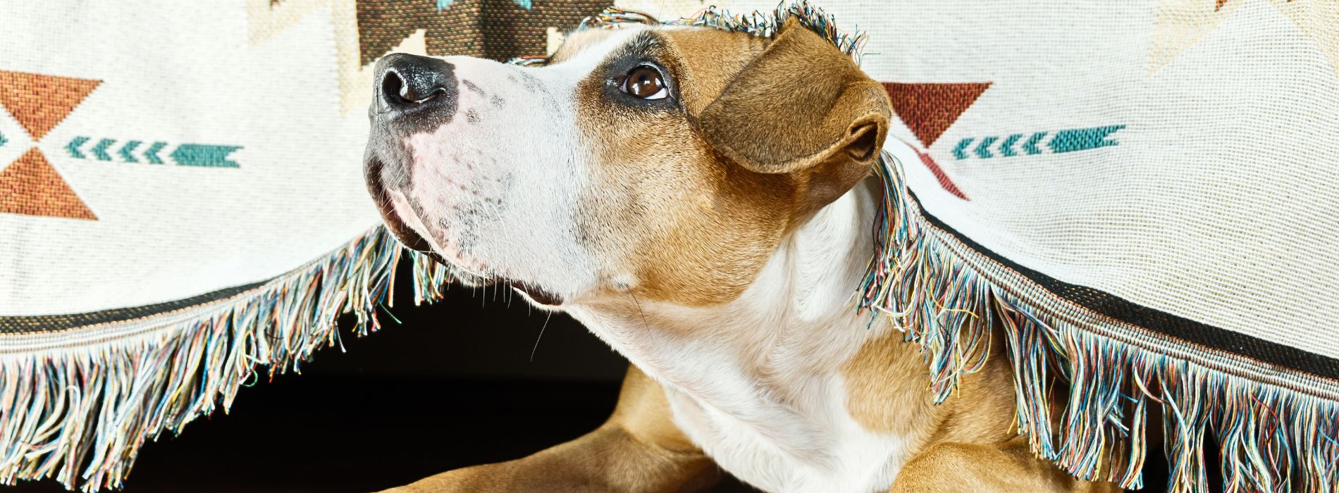 What are the Causes of Separation Anxiety in Dogs  What are the Causes of Separation Anxiety in Dogs