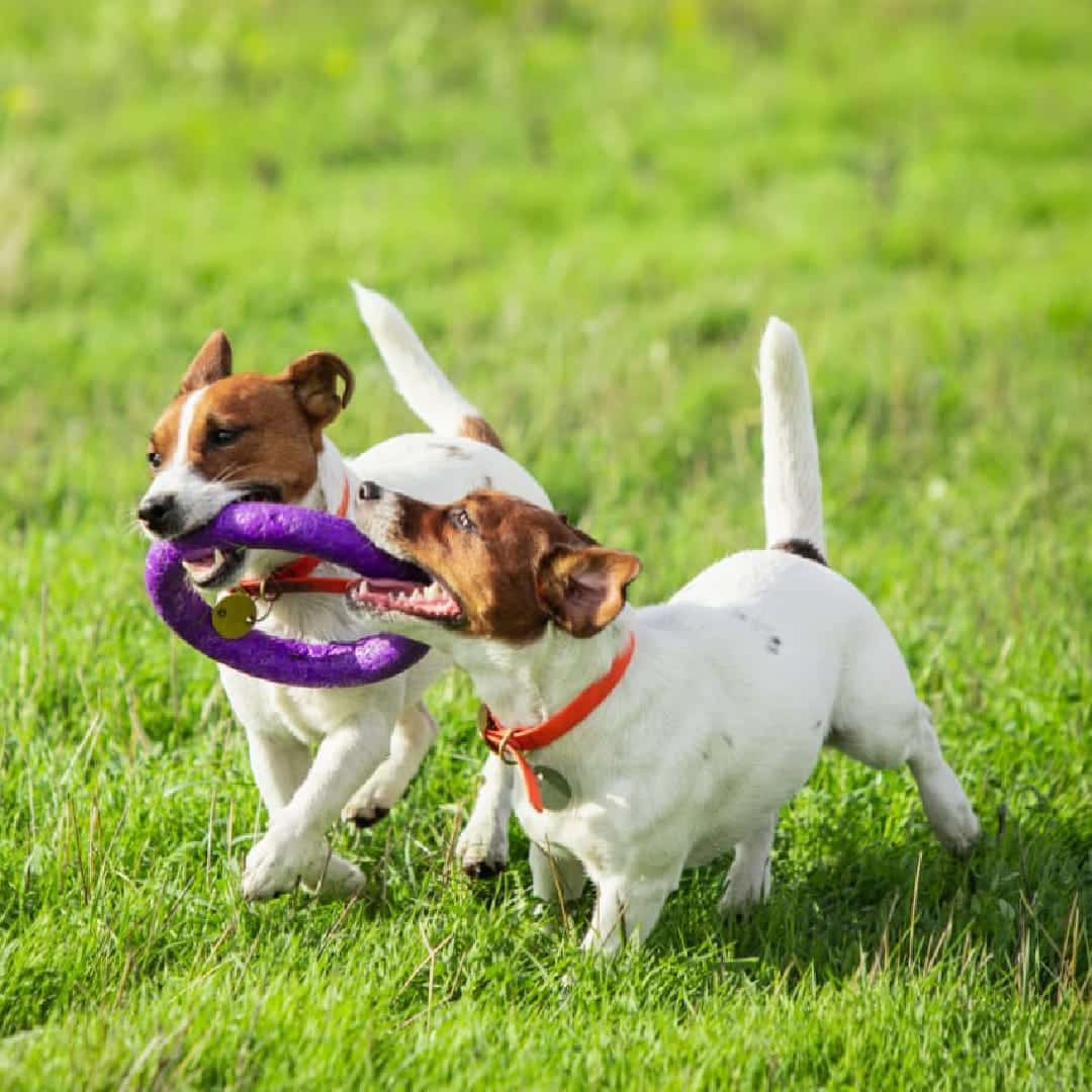 Train Your Puppy to Stop Biting & Nipping