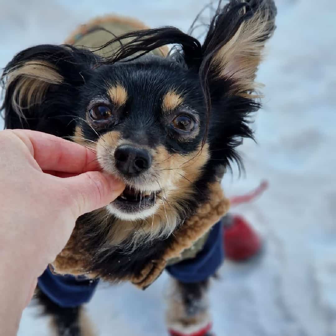 Train Your Puppy to Stop Biting & Nipping