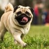 How Can I Get Rid of Stinky Dog Breath