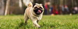 How Can I Get Rid of Stinky Dog Breath