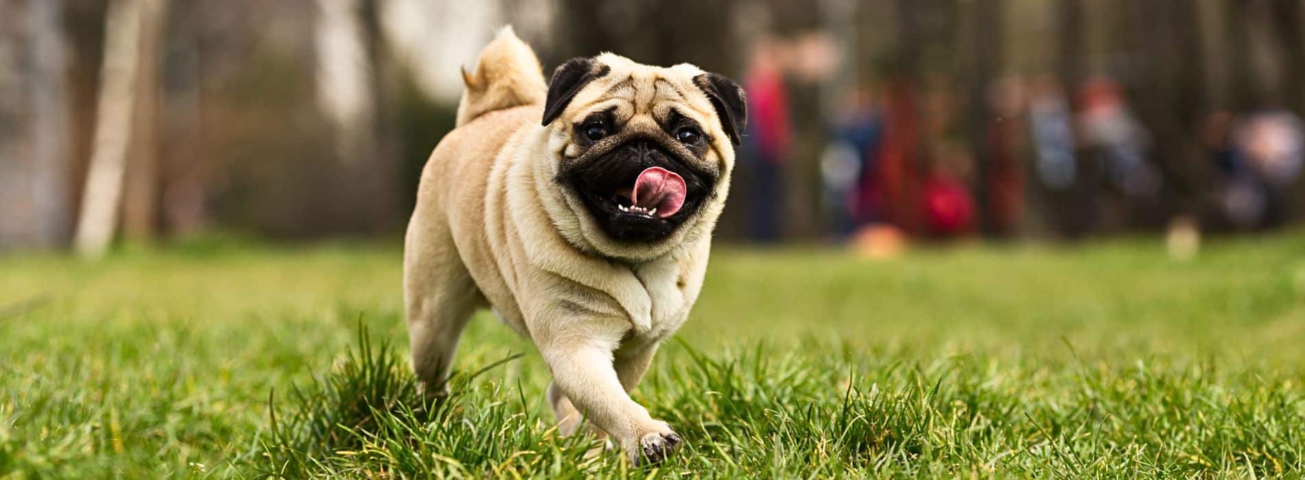 How Can I Get Rid of Stinky Dog Breath?  How Can I Get Rid of Stinky Dog Breath?