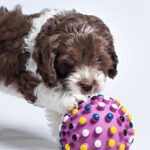 The Complete Guide to the F1B Labradoodle