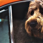 Behavior On The Go Traveling With Your Labradoodle Puppy Dog