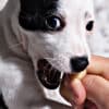 Why is Your Dog Teething and How Can You Help?