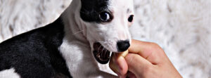 Why is Your Dog Teething and How Can You Help?