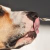 Are Essential Oils Safe for dogs?