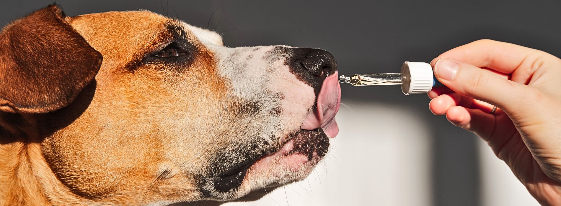 Are Essential Oils Safe for dogs?