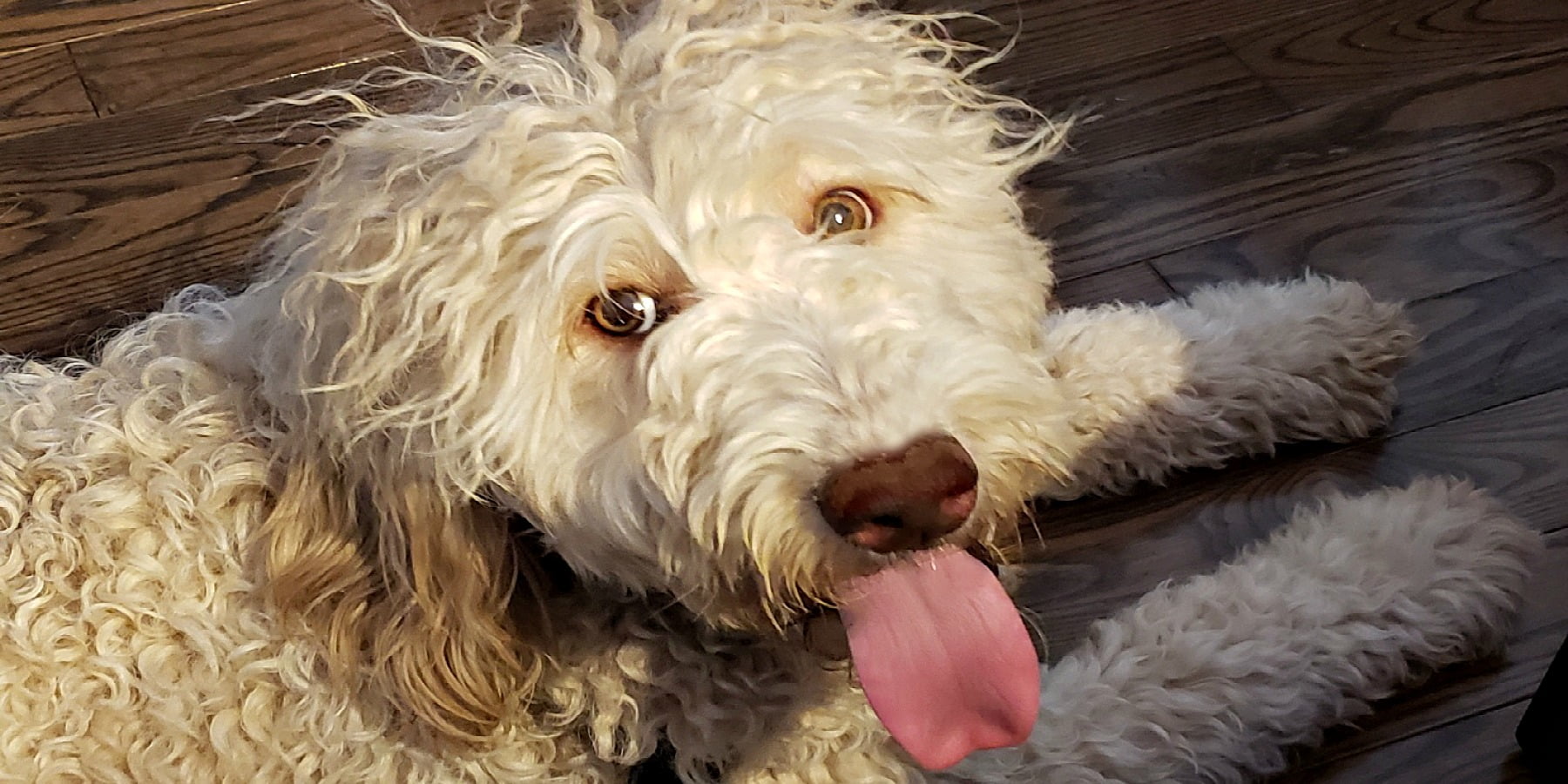 our beautiful lucy at labradoodles by cucciolini