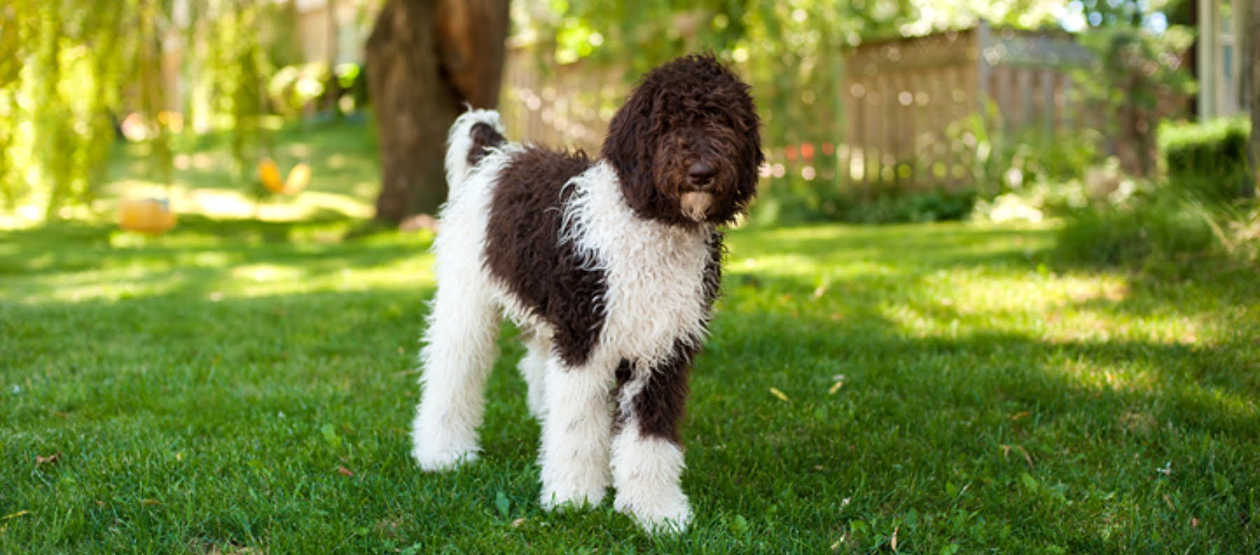 parti labradoodle labradoodles by cucciolini parti labradoodle labradoodles by cucciolini