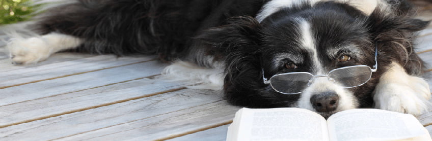 10 Commandments From a Dogu2019s Perspective