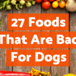 27 foodsthat are badfordogs labradoodles by cucciolini