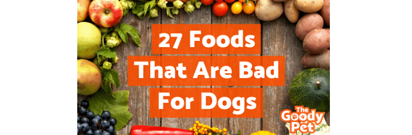 27 foodsthat are badfordogs labradoodles by cucciolini