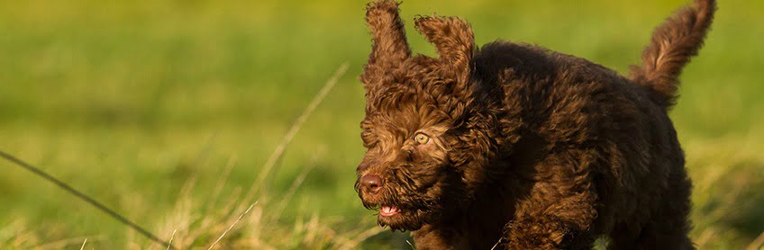 Why a Labradoodle "the WORLDS much LOVED WOOF"?
