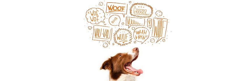Barking Dog Labradoodles by cucciolini