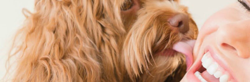 Dog Licking your Face and what it means