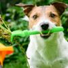 Puppy proof your yard and home  Puppy proof your yard and home