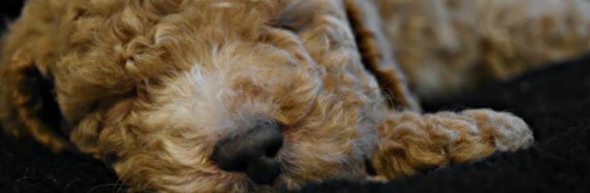 Taking your Labradoodles by Cucciolini Puppy Home...