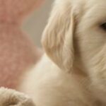 Why Puppies Hump and How to Stop This Behavior