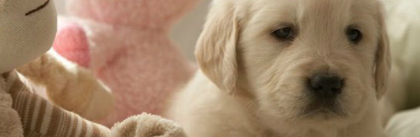 Why Puppies Hump and How to Stop This Behavior