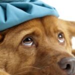 Basic First Aid for Dogs