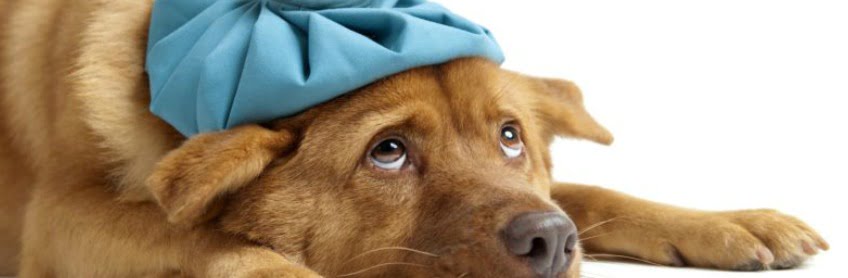 Basic First Aid for Dogs
