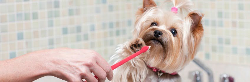 brushing your dogs teeth labradoodles by cucciolin1i