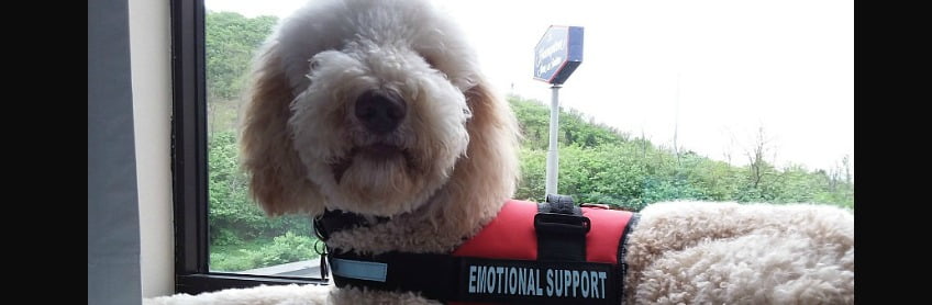 charlie emotional support labradoodles by cucciolini