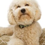 The Ultimate Guide to Choosing the Perfect Dog Bed for Your Labradoodle