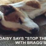 daisy braggs labradoodles by cucciolini2