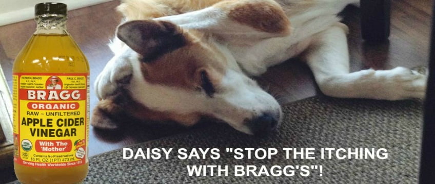 daisy braggs labradoodles by cucciolini2