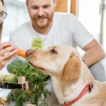 The Guide to a Balanced Diet including Human Food for Our Beloved Dogs