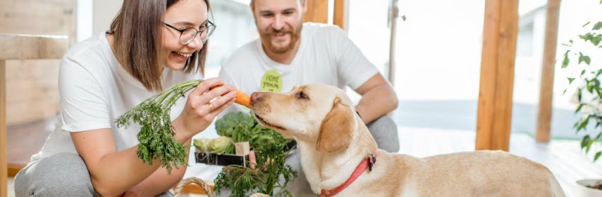 The Guide to a Balanced Diet including Human Food for Our Beloved Dogs