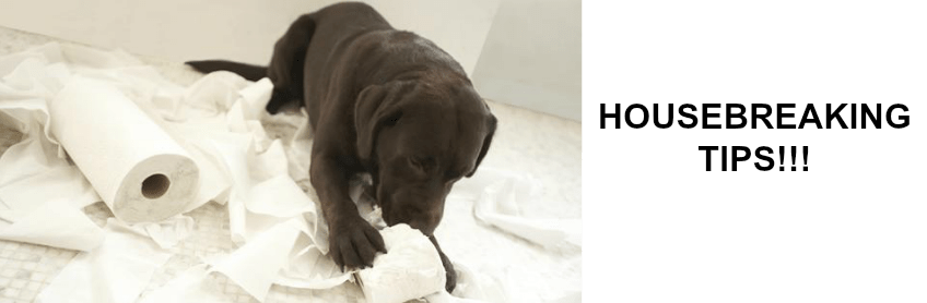 house breaking tips bark avenue