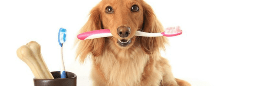 How Can I Get Rid of Stinky Dog Breath?