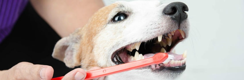 brush your dogs teeth