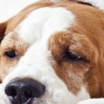 how to stop diarhea in dogs and puppies