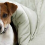 labradoodles by cucciolini DOG or PUPPY ILLNESSES DISEASES